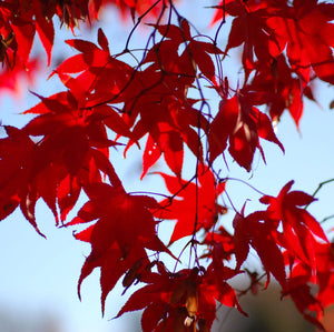 Artar Japonez, "Acer palmatum atropurpureum", Rosu, la Ghiveci de 3L, 1 Bucata