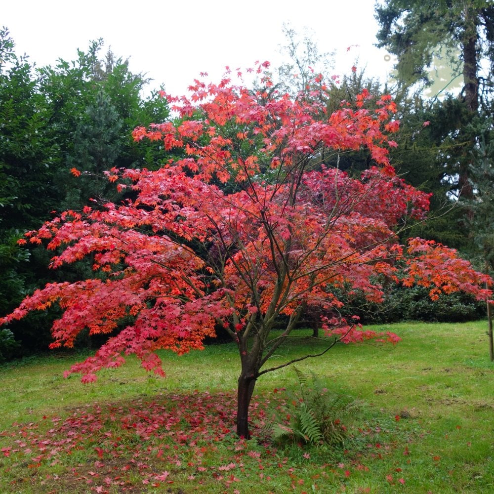 Artar Japonez, "Acer palmatum atropurpureum", Rosu, la Ghiveci de 3L, 1 Bucata