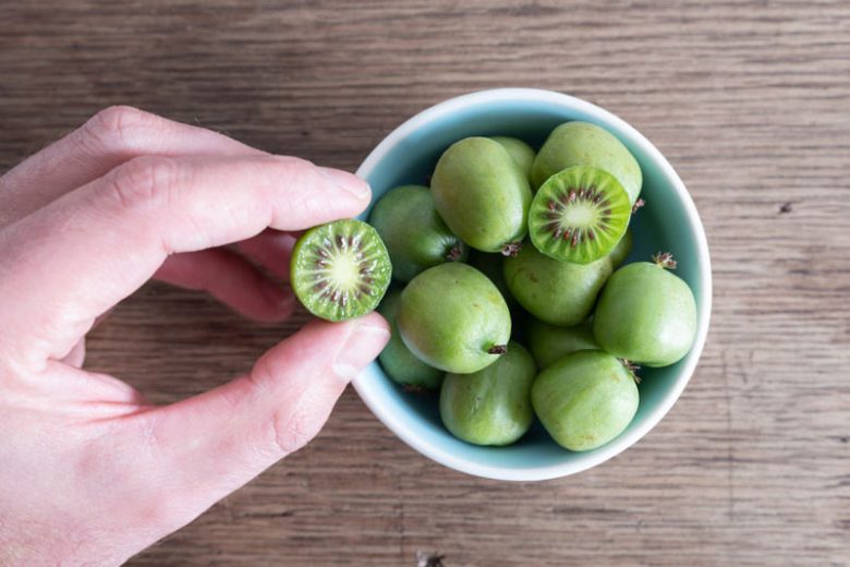 Kiwi Actinidia Arguta Issai