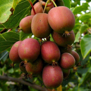 Kiwi "Actinidia Arguta Geneva'', la ghiveci