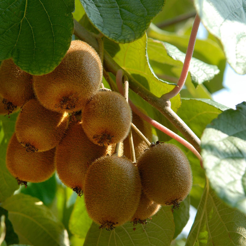 Kiwi Actinidia Deliciosa Jenny