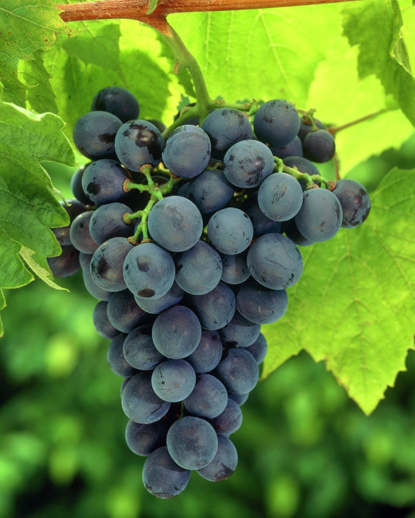 Butaș Viță de Vie de Masă "Muscat de Adda", 1 Bucată