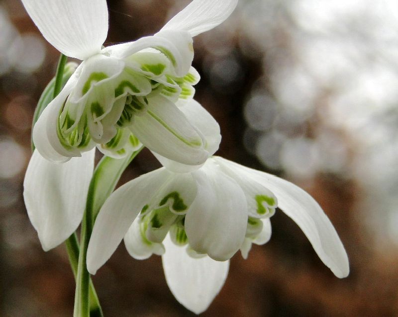 Bulbi de Ghiocei Dubli "Flore Pleno", 5 Bucati