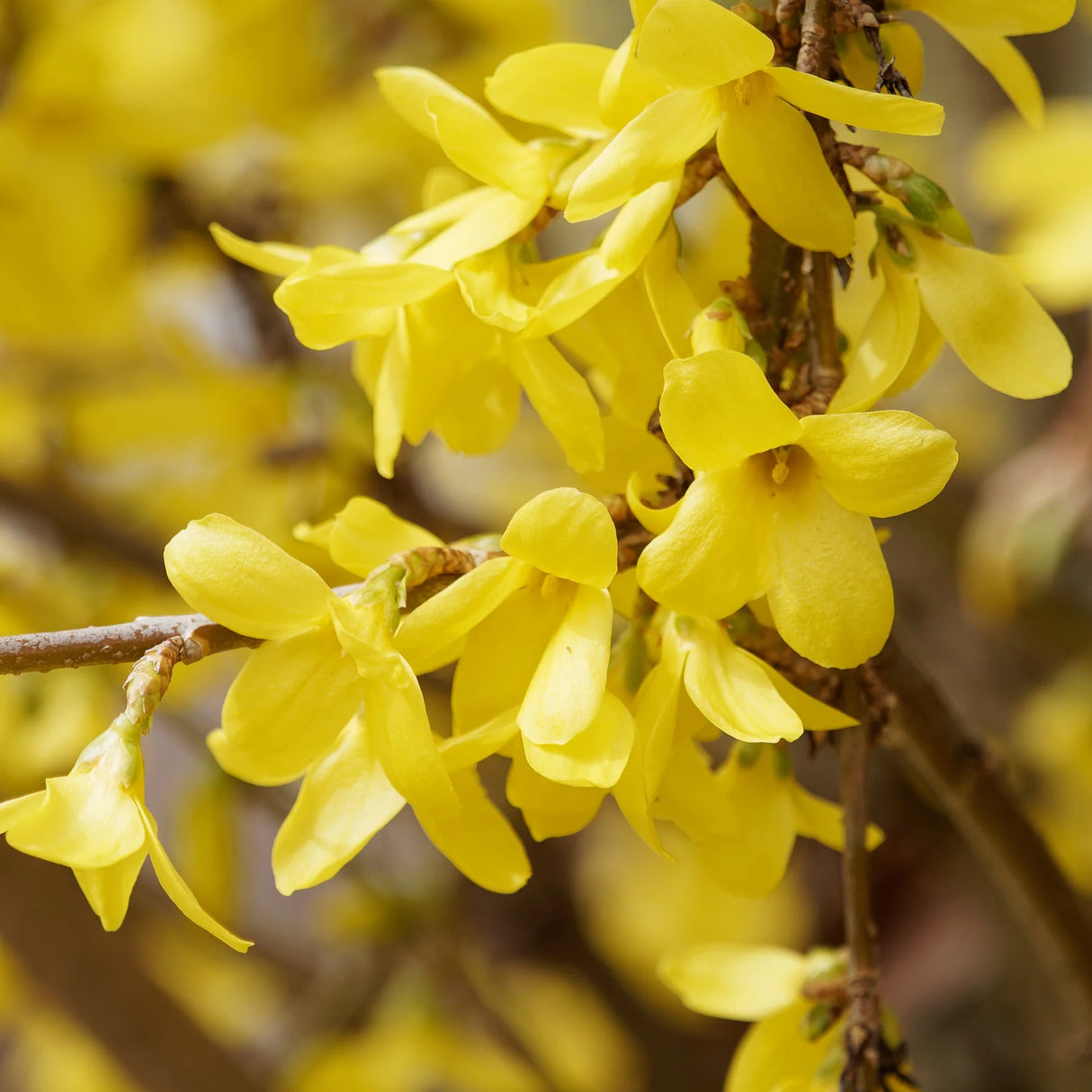 Forsythia "Marée d'Or Courtasol", 1 Bucata