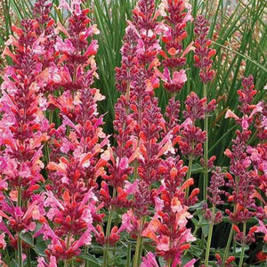 Agastache Fleur (Menta Colibri), 1 bucata