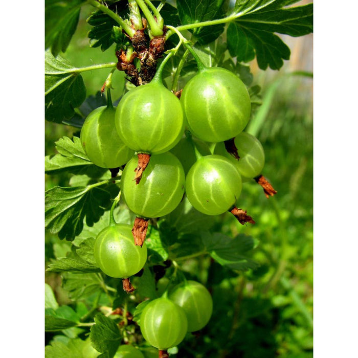 Agris Verde - Puiet Arbust Fructifer - 1 bucata / pachet