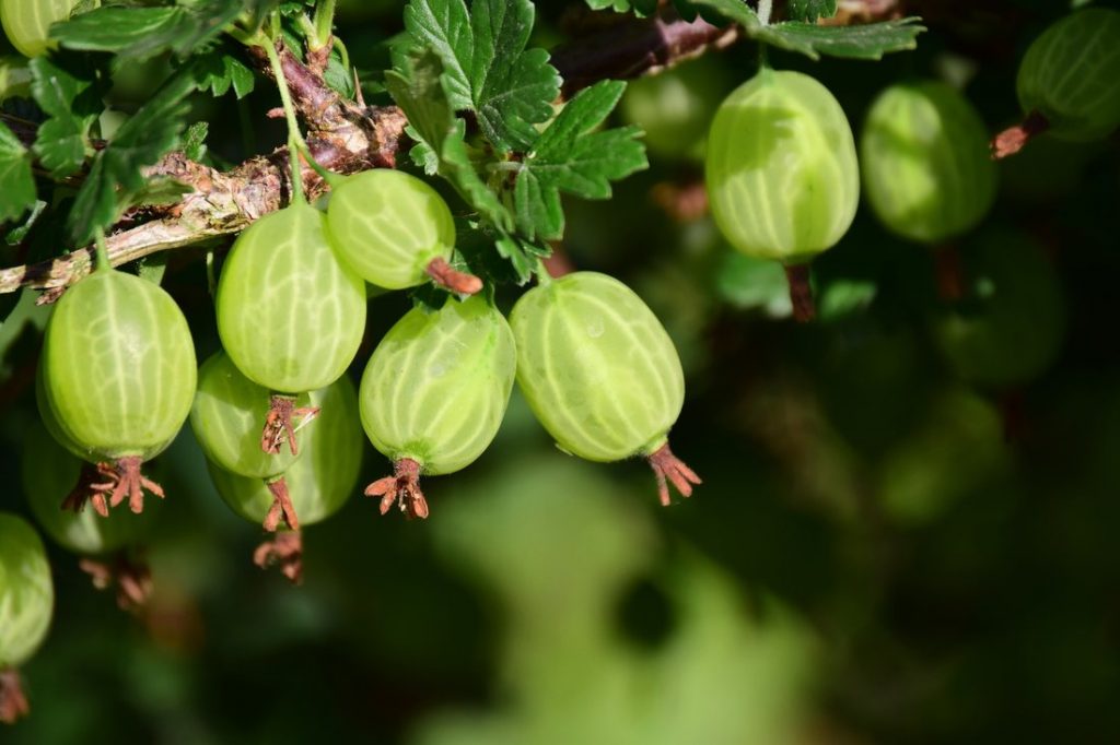 Agris Verde, Anul 2, 1 Bucata