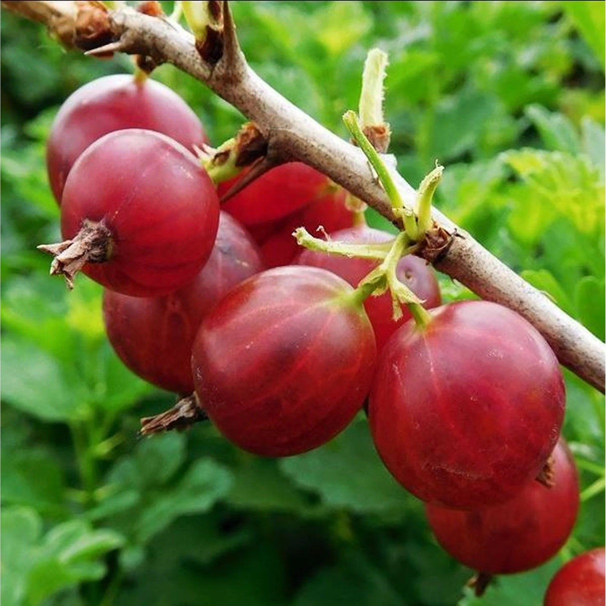 agris rosu