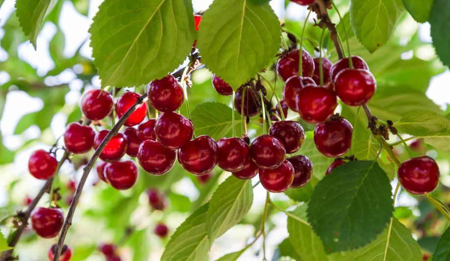 Pomi Fructiferi - Visin - Tarina - Anul 2 - 1 buc