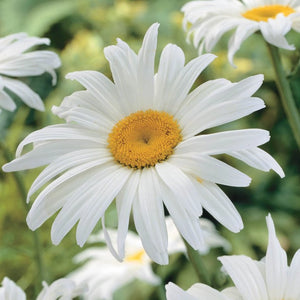 Margarete "Alaska"
