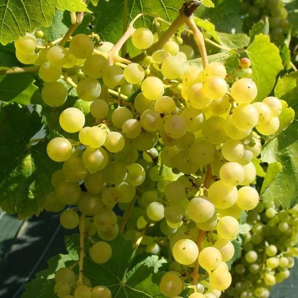 Butaș Viță de Vie de Masă "Chasselas Dore", 1 Bucată