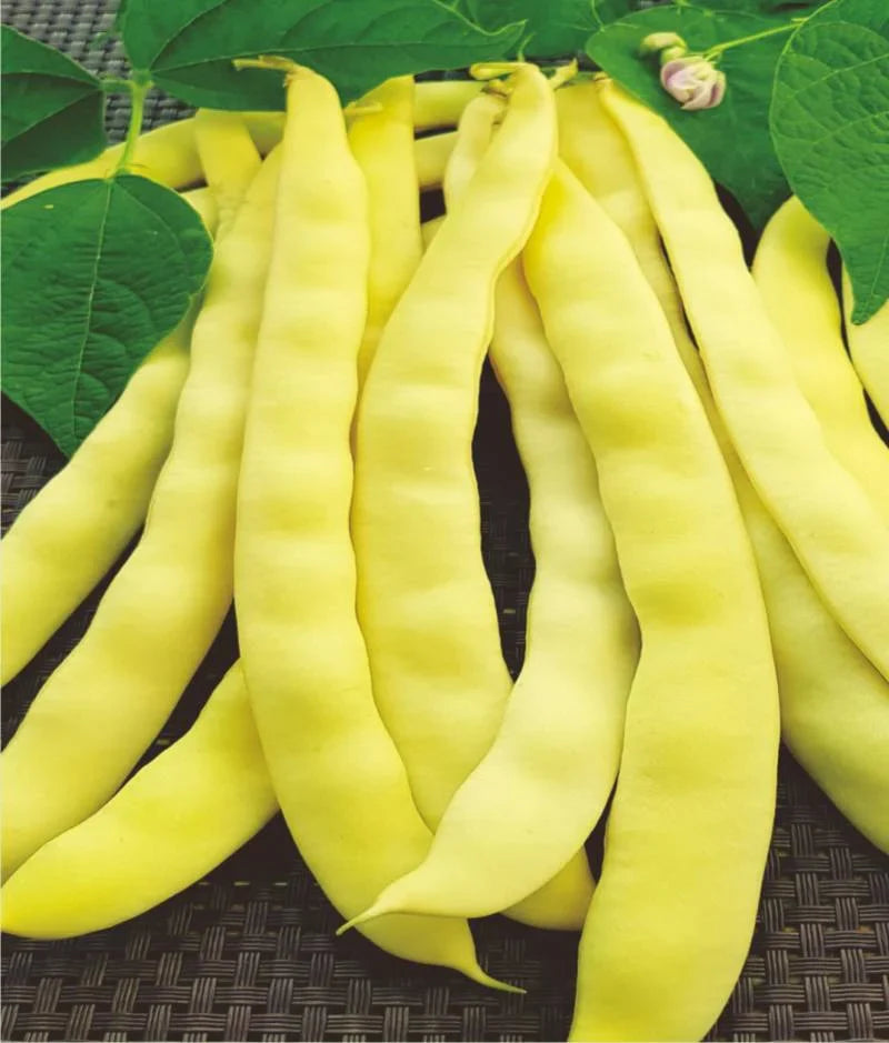 Semințe de Fasole Urcătoare "Albenghino", 70g