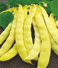 Semințe de Fasole Urcătoare "Albenghino", 70g
