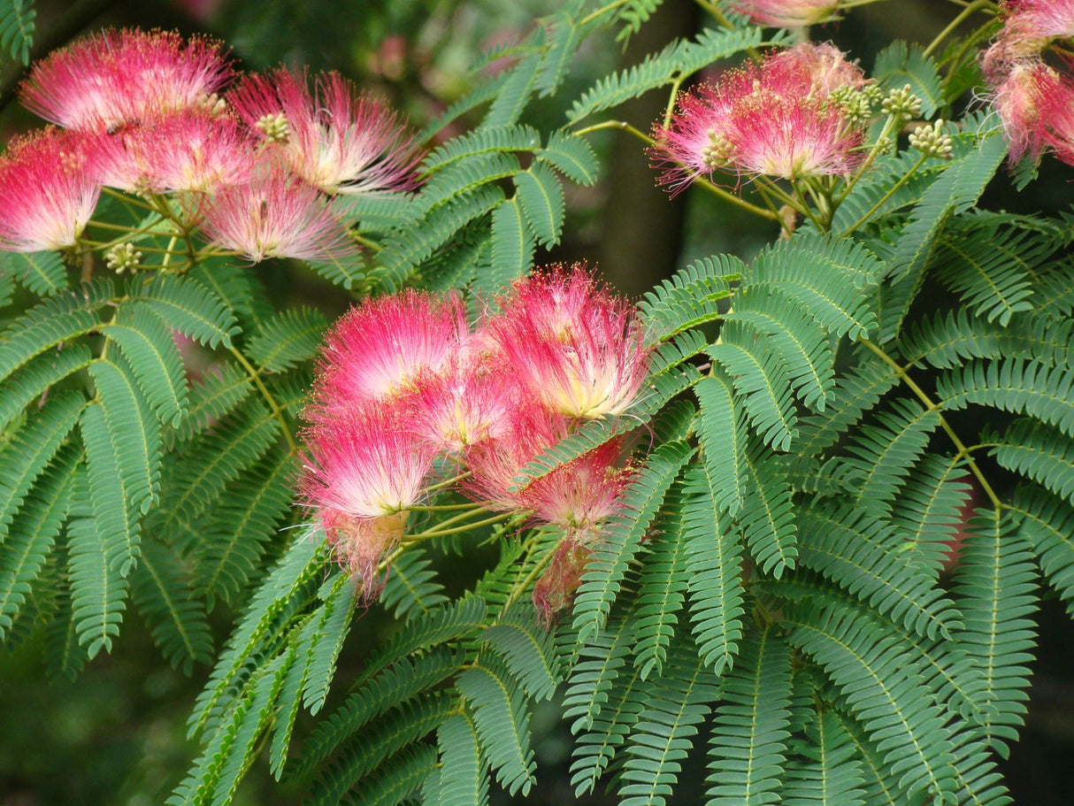 Arborele de Matase, la Ghiveci de 25L, 1 Bucata