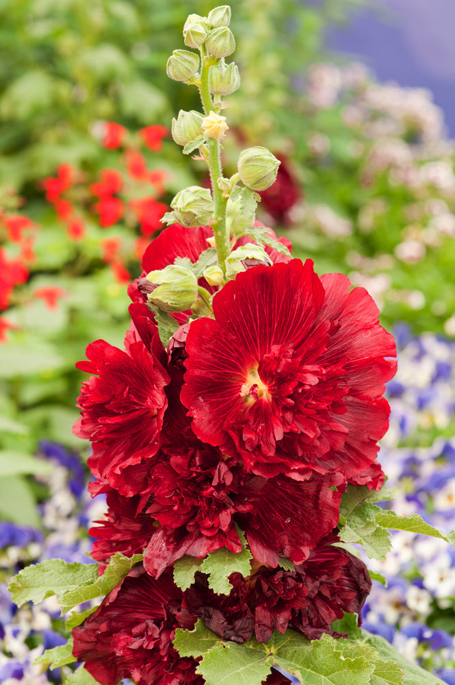 Nalba de Gradina "Alcea Rosea", Rosu, la Ghiveci de 3L, 1 Bucata