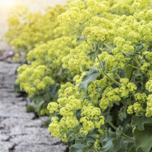 Alchemilla Mollis Robustica (Cretisoara), 1 bucata