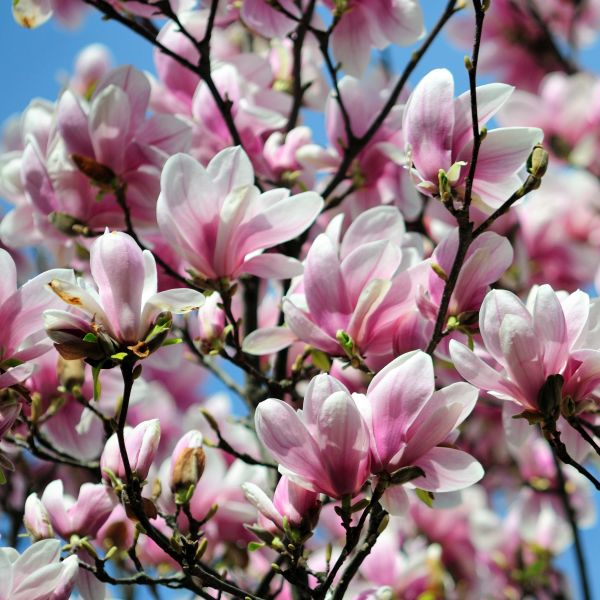 Magnolia Soulangeana "Alexandrina", la Ghiveci de 3L, 1 Bucata