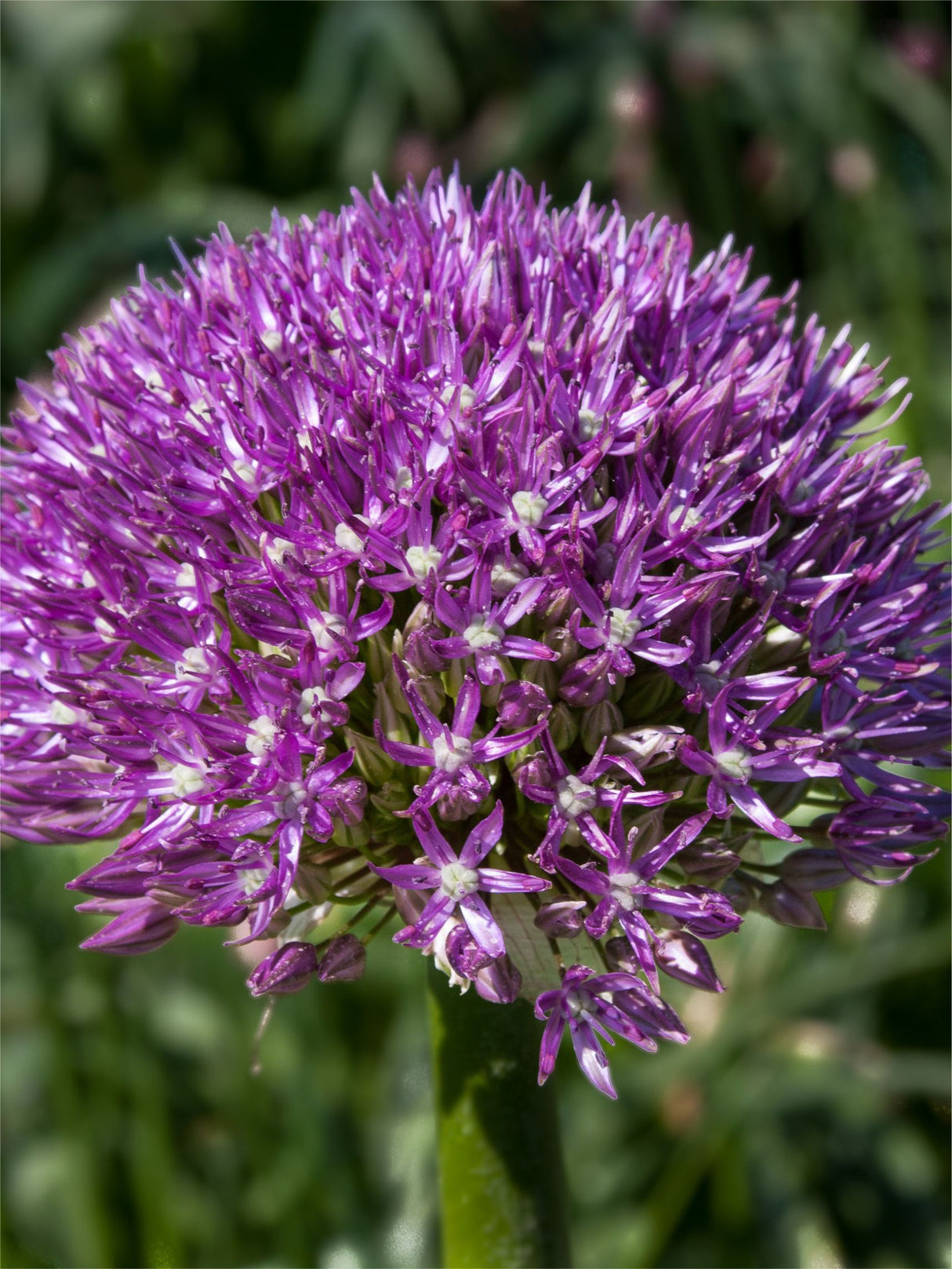 Bulbi de Allium "Akita", 2 Bucati