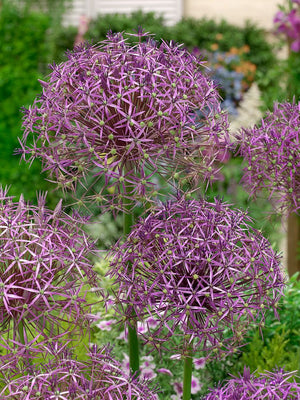 Bulbi de Allium "Christophii", 2 Bucati