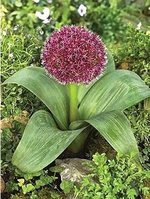 Bulbi de Allium "Karataviense", 2 Bucati