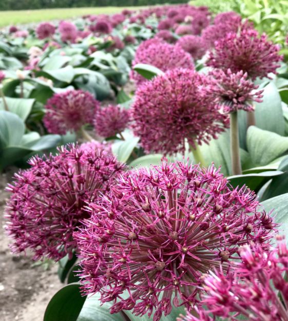 Bulbi de Allium "Red Giant", 2 Bucati