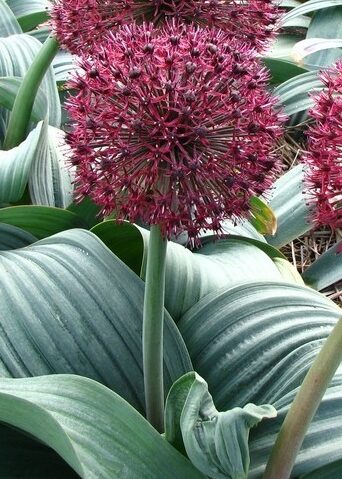 Bulbi de Allium "Red Giant", 2 Bucati