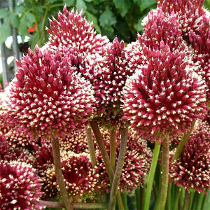 Bulbi de Allium "Red Mohican", 2 Bucati