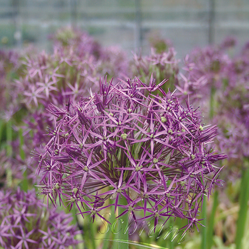 Bulbi de Allium "Christophii", 2 Bucati