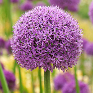 Bulbi de Allium "Gladiator", 2 Bucati