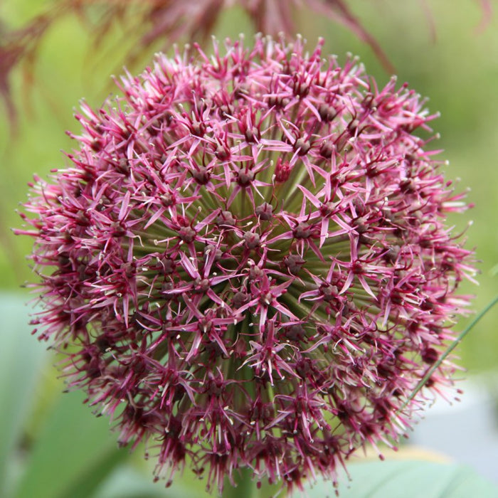 Bulbi de Allium "Red Giant" - 1 bucata / pachet