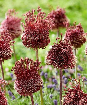 Bulbi de Allium "Red Mohican", 2 Bucati