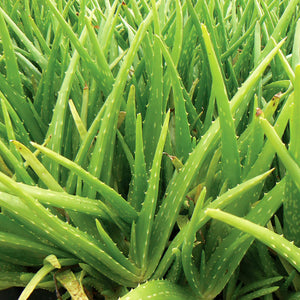 Aloe Vera la Ghiveci, 1 Bucata