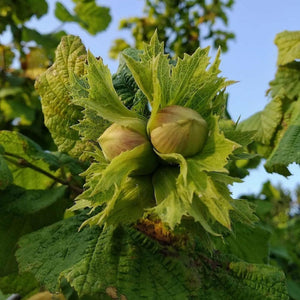 Alun - Pom Fructifer anul 2-3, 1 Bucata