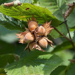 Alun "Cozia", Anul 2, 1 Bucata