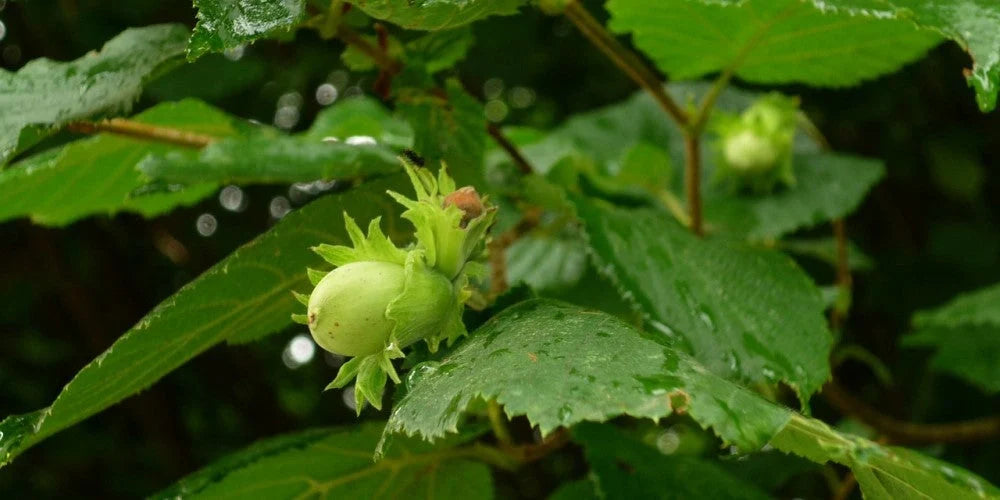 Alun  Cozia - Pomi Fructiferi