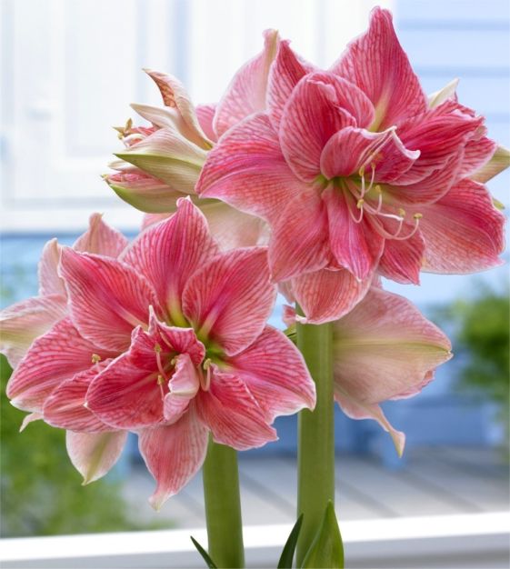 Bulbi de Amaryllis "Sweet Nymph", 1 Bucata