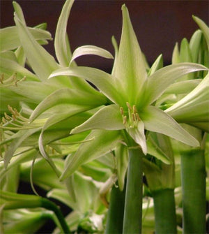 Bulbi de Amaryllis "Evergreen", 1 Bucata