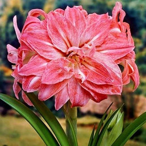 Bulbi de Amaryllis "Lady Jane", 1 Bucata