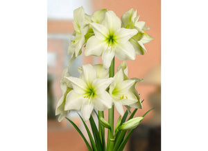 Bulbi de Amaryllis "Lemon Star", 1 Bucata