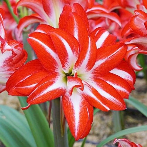 Bulbi de Amaryllis "Splash", 1 Bucata