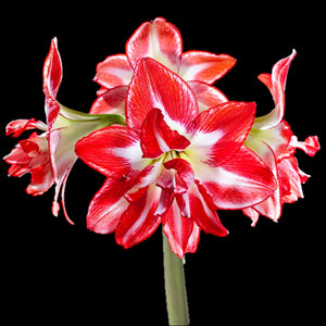 Bulbi de Amaryllis "Splash", 1 Bucata