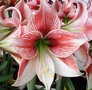 Bulbi de Amaryllis "Ambiance", 1 Bucata