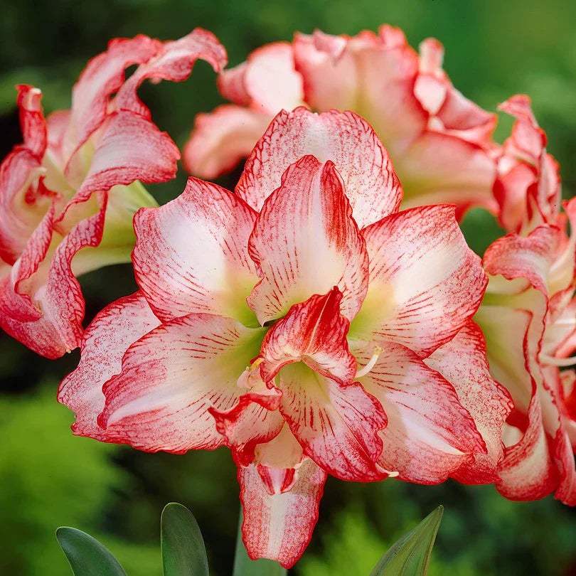 amaryllis_double_record._VISIONS_-_Copy_7306beb6-aa69-4844-a7e1-a386ff05e0a9 - Fitza Florilor