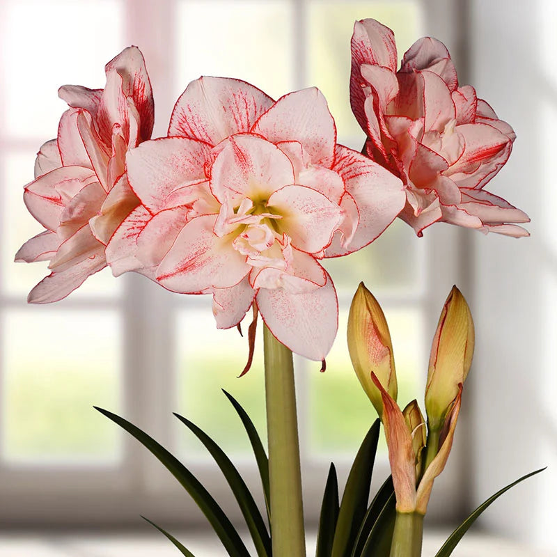 Bulbi de Amaryllis "Striped Amadeus", 1 Bucata