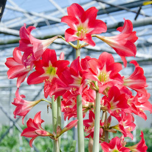 Bulbi de Amaryllis "Striped Garden", 1 Bucata