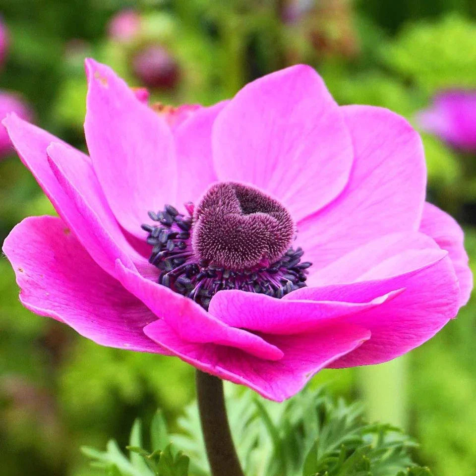 Bulbi Anemone - Sylphide - 10 Bucăți