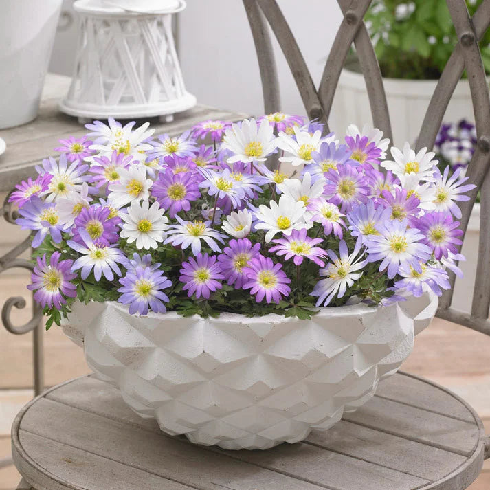 Bulbi Anemone - Blanda Mixed - 10 Bucăți