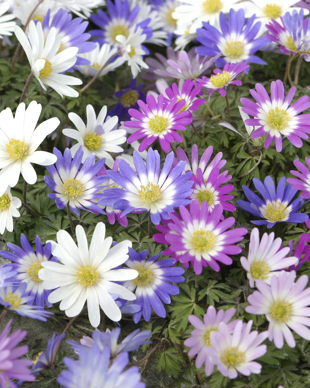 Bulbi Anemone - Blanda Mixed - 10 Bucăți