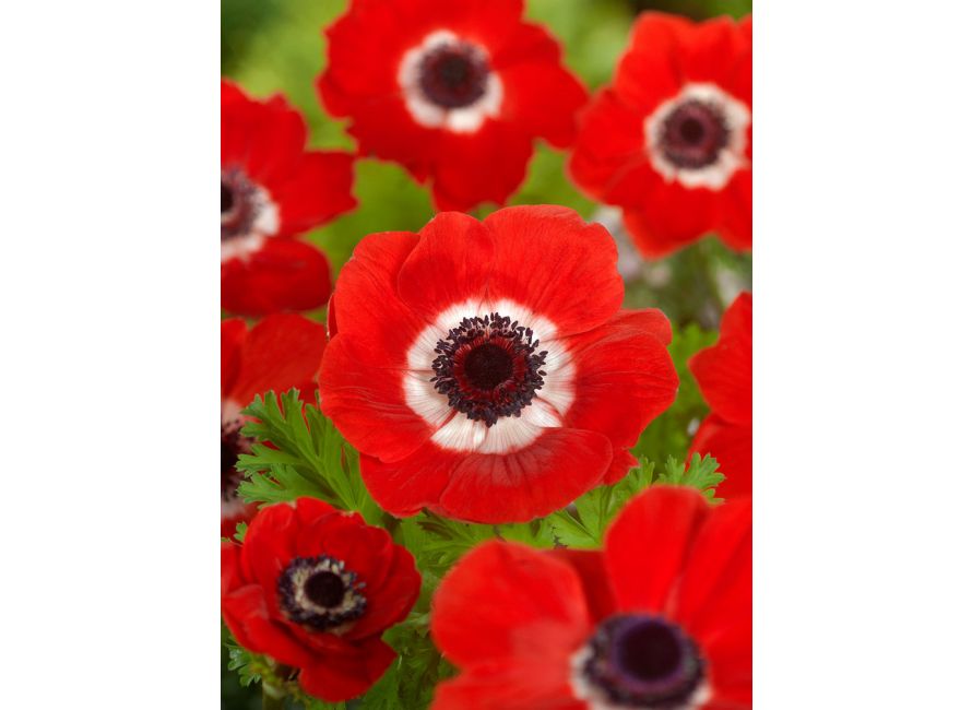 Bulbi Anemone - Hollandia - 10 Bucăți