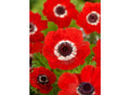 Bulbi Anemone - Hollandia - 10 Bucăți